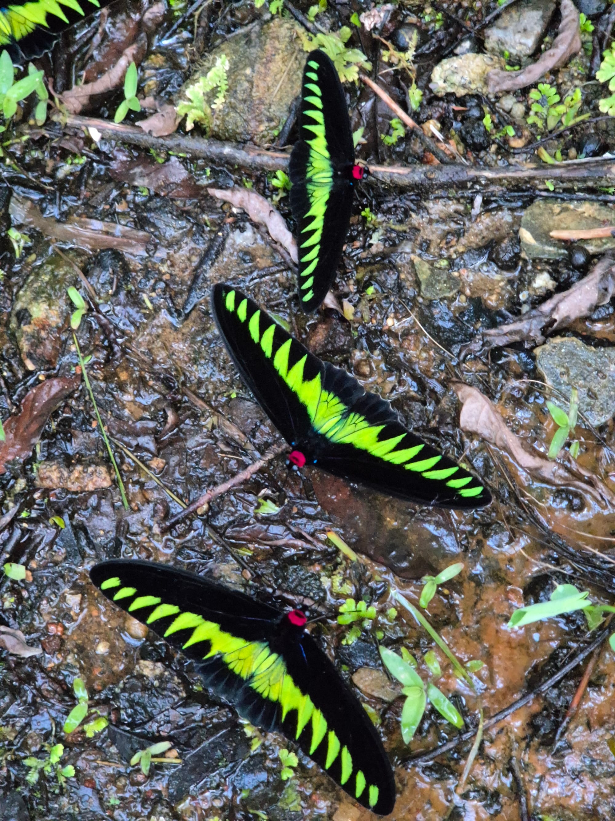 3d2n at Sementra Nature Resort, Gopeng, Perak
