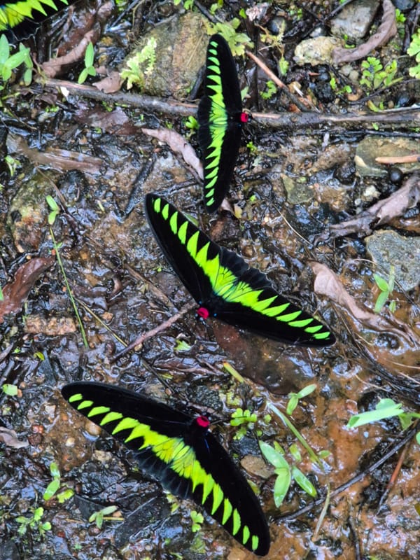 3d2n at Sementra Nature Resort, Gopeng, Perak